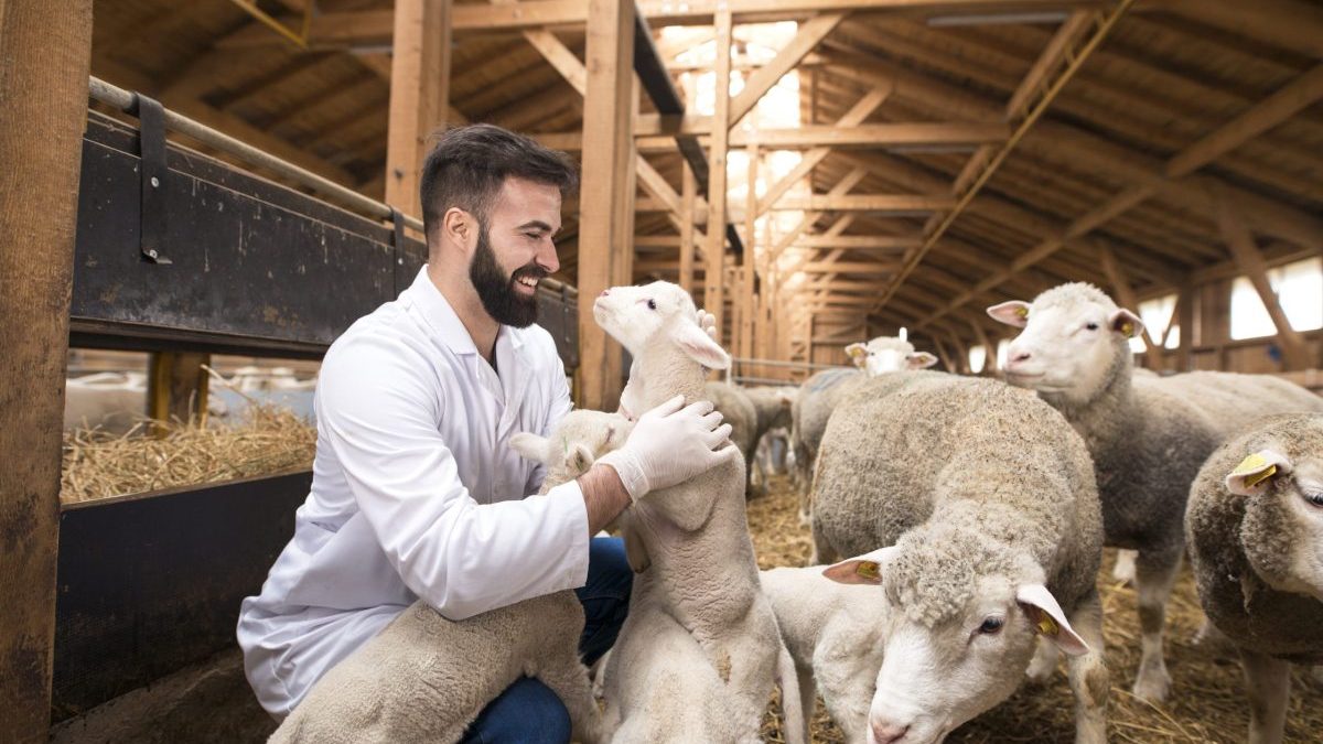 Técnico de veterinária cuidado de ovelhas