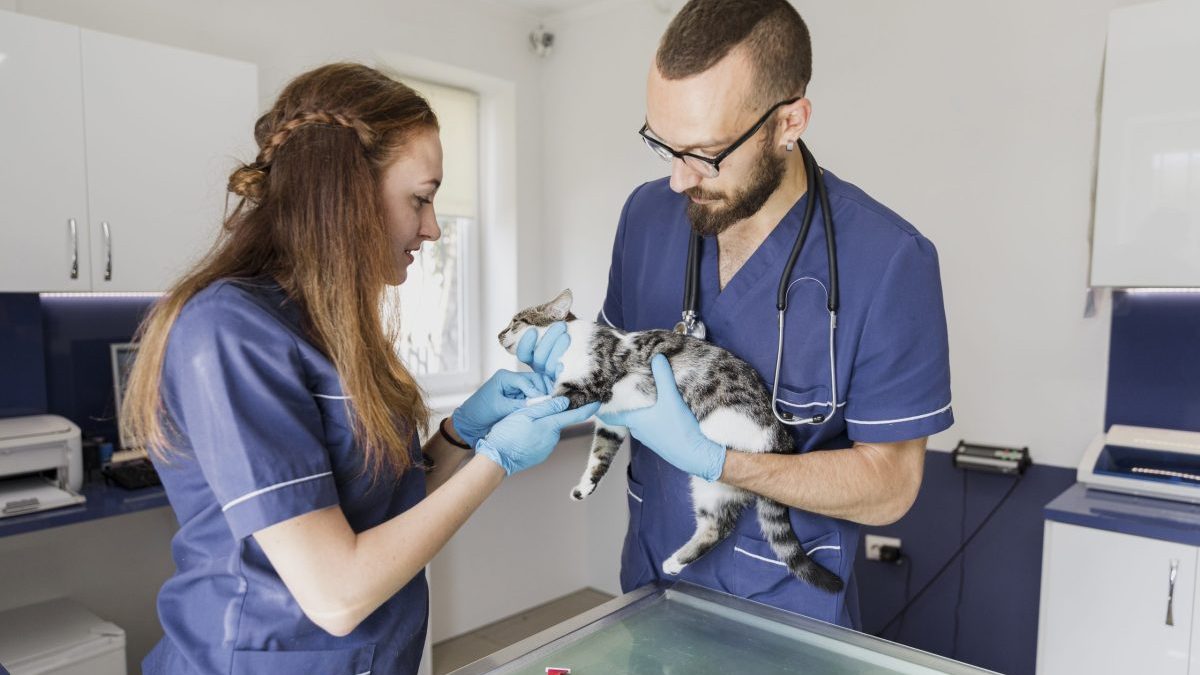 dois veterinários cuidando de um gatinho